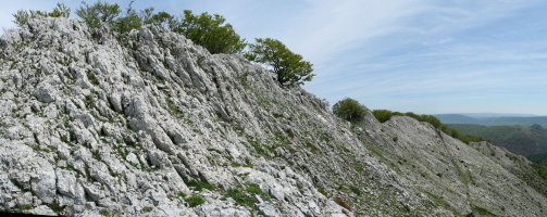 Tontorra eta Ekialdeko gandorra