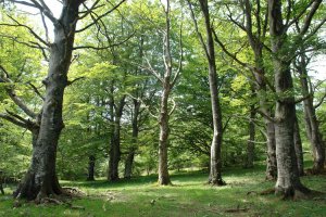 Pagadia, tontorraren inguruan