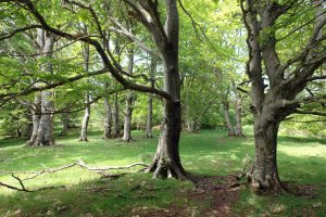 Tontorraren inguruko basoa