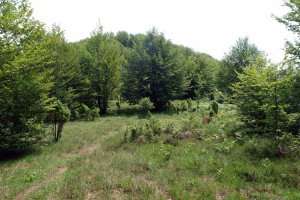 Ekialdeko bizkarreko pasarte bat