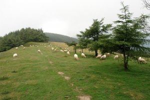 Tontorraren inguruak