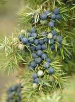 Juniperus communis