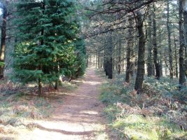 Hego-mendebaldeko bizkarreko bidea