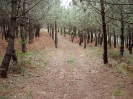 Iparraldeko igoerako bidea