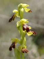 Ophrys bilunulata