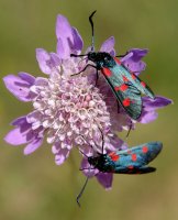 Bi zomorro Knautia batean