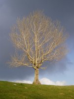 Zuhaitz bakartia Lizarbakarra lepoan