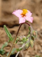 Helianthemum generoko lore bat