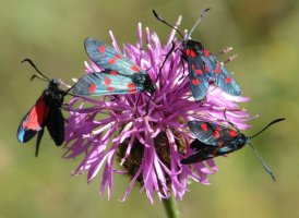 Lau tximeleta lore berean