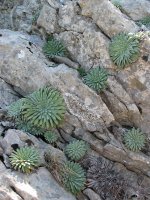 Saxifraga batzuk, harriari helduta