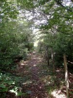 Bidea hesiaren ondoan