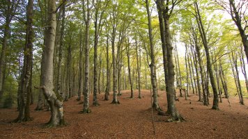 HM bizkarreko pasarte bat