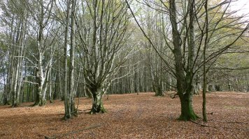 HM bizkarreko pasarte bat