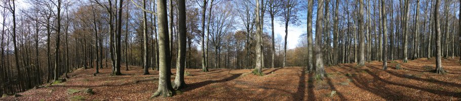 Pagadiak estaltzen ia du mendi osoa