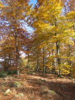 Fagamendiko bizkarreko bidea