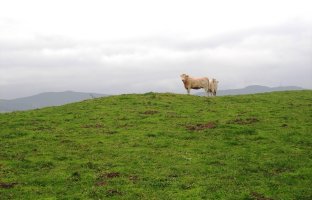 Katillotxu 2  tumulua