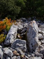 Boluntza I trikuharria