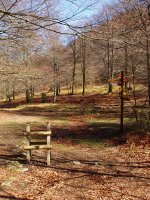 Irumugarrietako lepoa