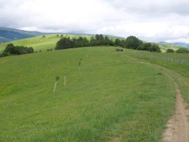 Udiko gainalde leuna