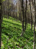 Borrokoxkoko basoan gora