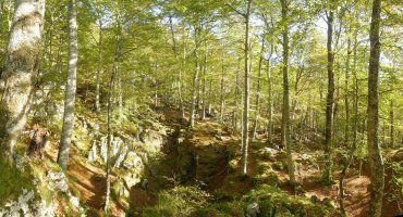 Harritxuriko basoa, kareharrizko labirintua