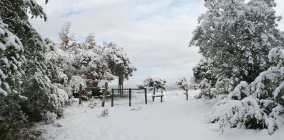 Langa eta kartela, Zaziaingo gandorraren hasieran
