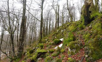 Loiaundi inguruko pagadia