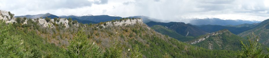 Arazekiko gandor basatia