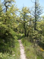 Oteitza aldeko bidea