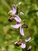 Ophrys generoko orkidea bat, errepide bazterrean