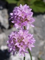 Armeria generoko landare baten loreak