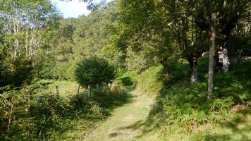 Iribas herritik urrundu ahala basoa nagusitzen doan bidearen gainean