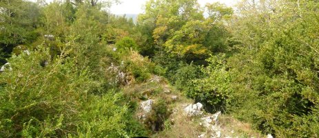 Harrizko zubi natural bat, landaretzak estalita