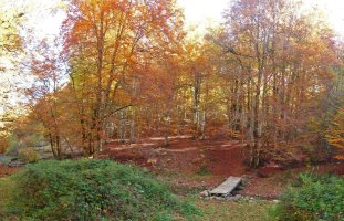 Zubitxoa Itolazko basoan