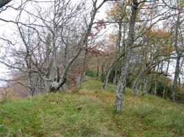 Ekialdeko bizkarreko pasarte bat