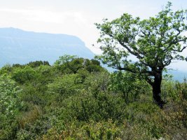 Tontorra eta inguruak