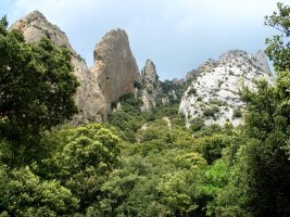 Hegoaldeko haitz zerrenda artadiaren gainean