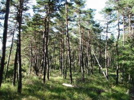 Pinudia Hegoaldeko bizkarrean