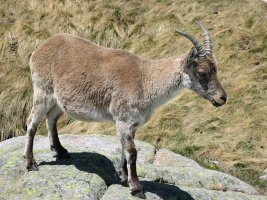 Ahuntzak (Capra pyrenaica) jendearengana gerturatzen dira beldur handirik gabe