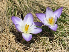 Crocus carpetanus, elurra erretiratu orduko loraten da Gredoseko goi larreetan