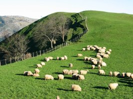 Artaldea Zestoa aldeko larreetan