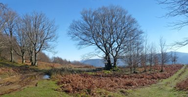 Azango Miaka trikuharri berreraikia