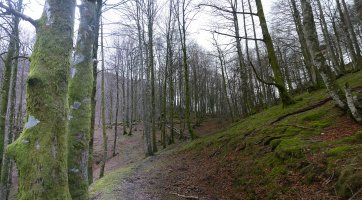 Basoa Karakoletako lepoan