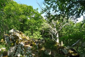 Arrizorrotzeko gailurra