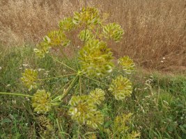 Laserpitium latifolium