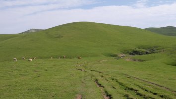 Aoki gaina, Mendebaldetik