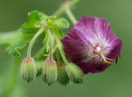 Geranium phaeum, Bidasoa aldean