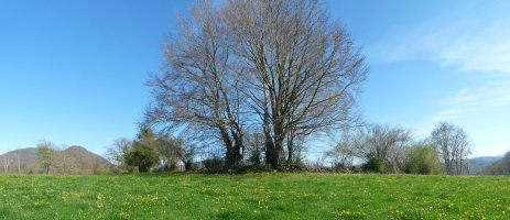 Gailurra markatzen duen zuhaitza