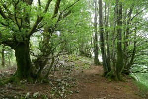 Tontorraren inguruak, Mergelu