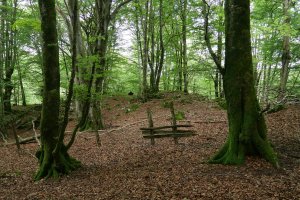 Harpausoa, Mergeluko IMko bizkarrean